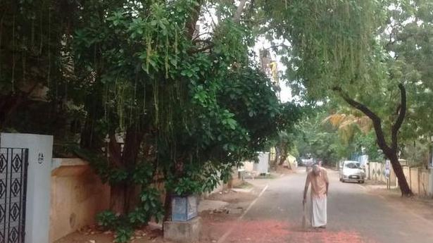 The old man and the tree: A fable from Second Main Road Kotturpuram