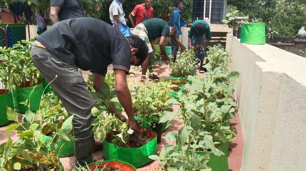 Vegetable gardens keep residents of Chennai Corporation shelters occupied during lockdown