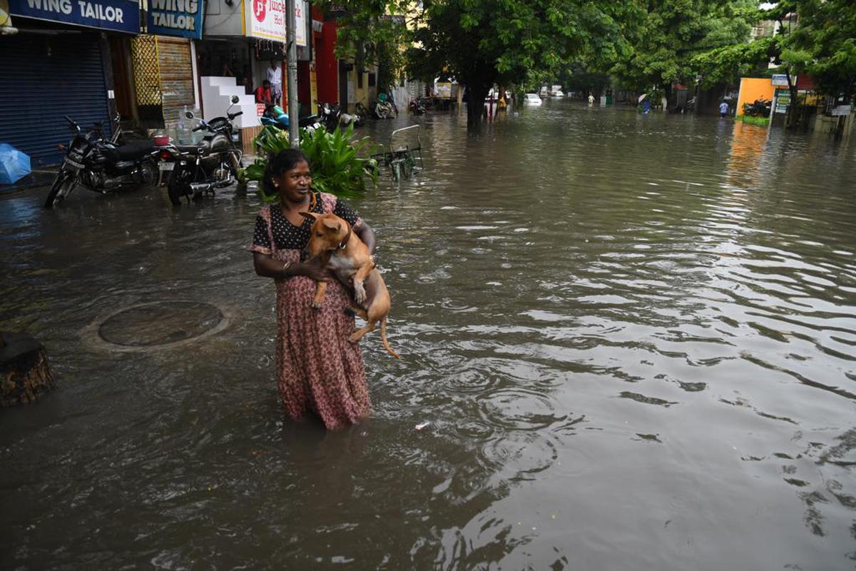 The inundated Sivaswamy Salai in Mylapore due to heavy downpour on the morning of November 7.