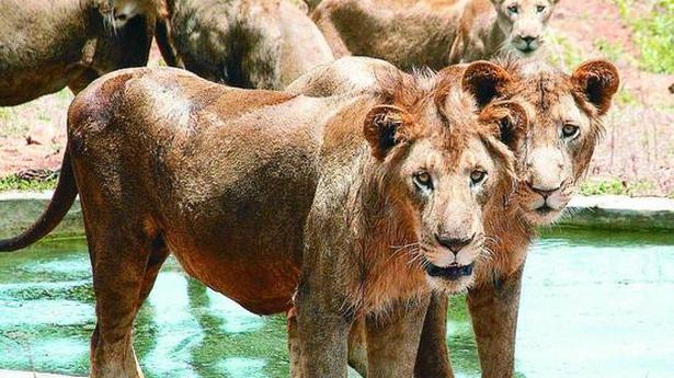 Night Safari plan revived at Vandalur zoo, activists raise concerns
