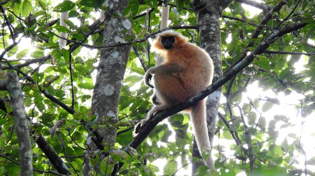 Study reveals significant decline in Golden Langur habitat