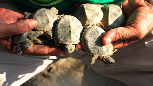 Endangered turtles fitted with GPS transmitters swim across to Bangladesh