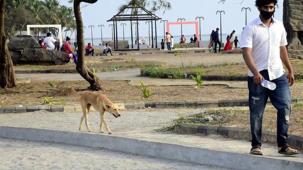Stray dog menace on the rise in Kozhikode city