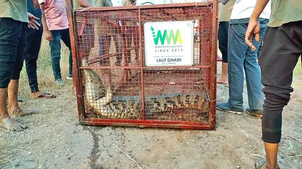 Crocodile rescued from pond in Navi Mumbai