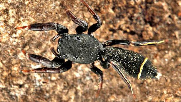 Spider research yet to pick up pace in India say experts The Hindu