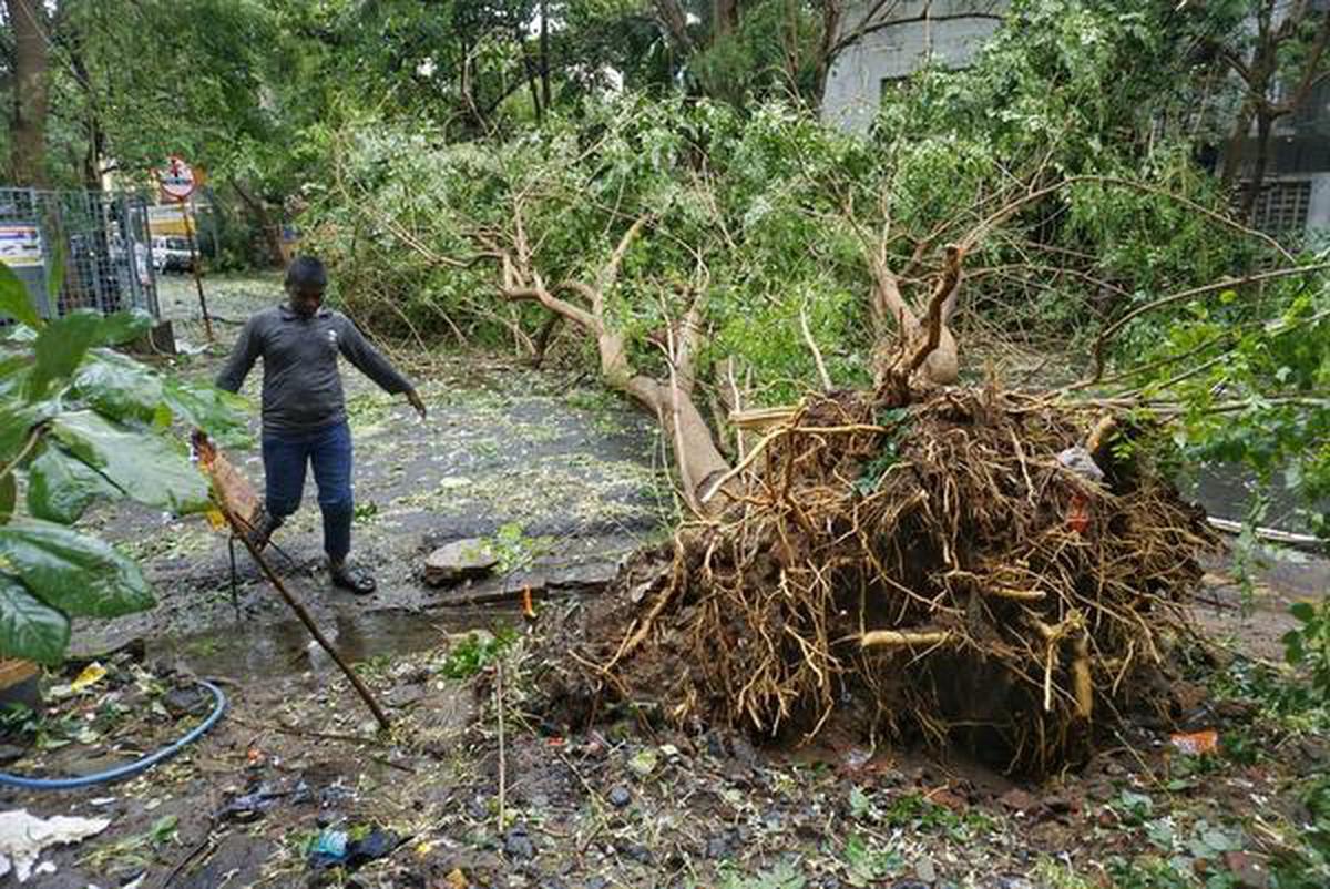 A huge tree was uprooted on Victor Simonel Street near the Puducherry Government Hospital in the aftermath of Cyclone Nivar, which made its landfall near Puducherry on Novemeber 25 night.