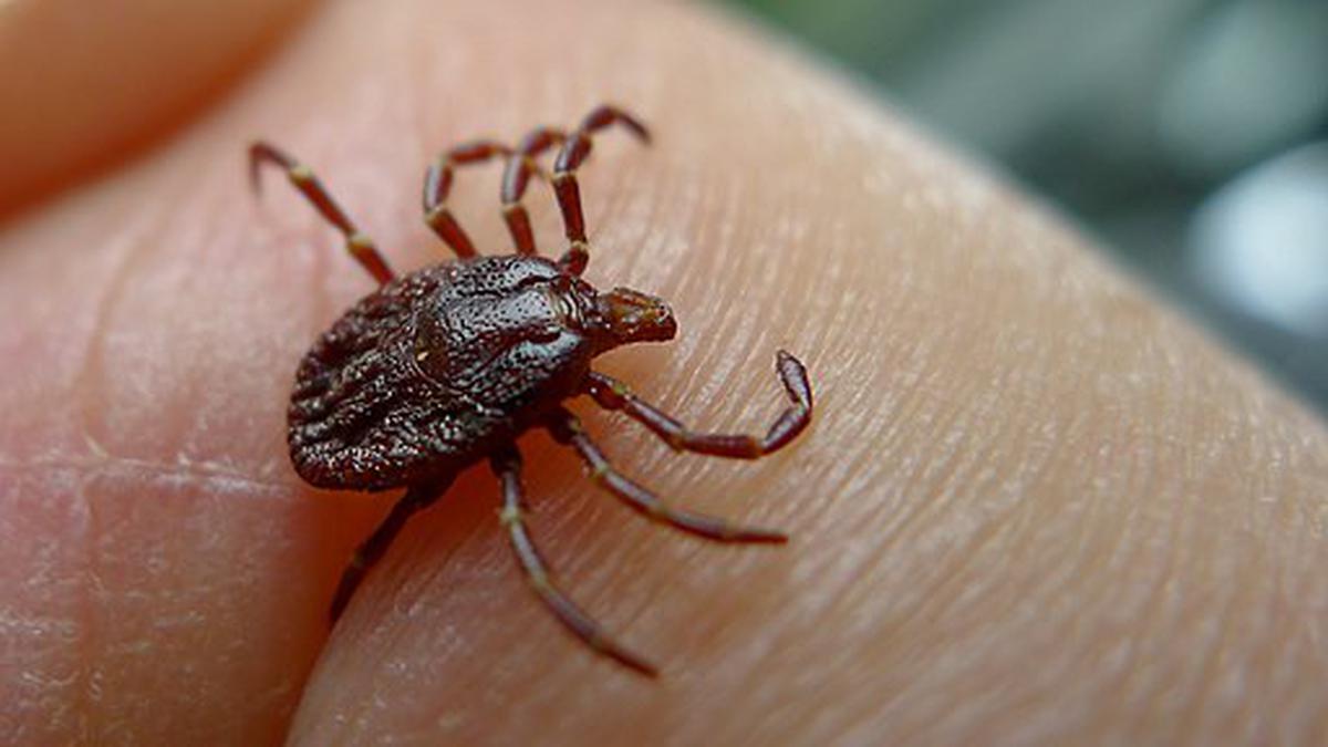 seven dead, 60 infected by new tick-borne virus in china, says media reports - the hindu