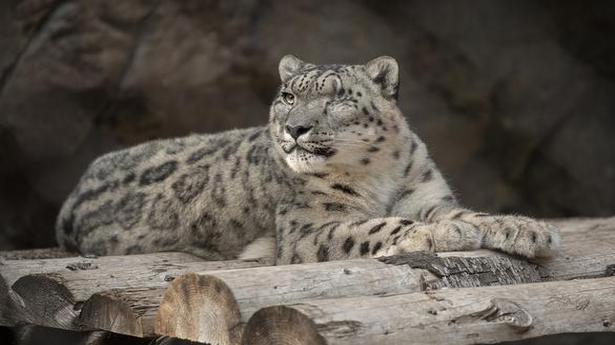 Unvaccinated snow leopard Ramil at San Diego Zoo catches COVID-19