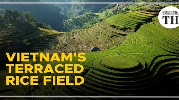 Watch | Spectacular rice terrace fields of Vietnam