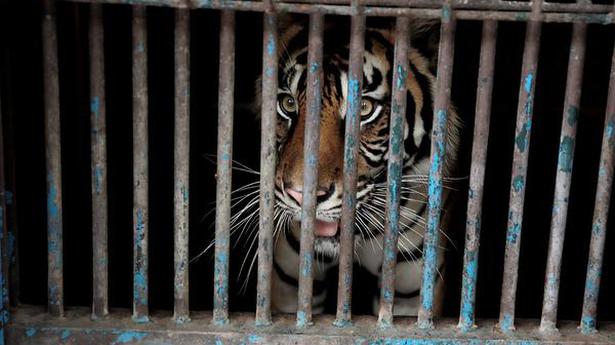 Two rare Sumatran tigers recovering after catching COVID-19 at Indonesian zoo