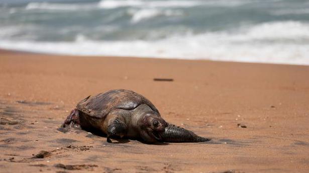 Over 200 rare marine animals died due to chemical leak from sunk ship, hears Sri Lankan court