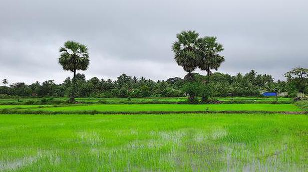 Kilinochchi farmers dread first harvest after Sri Lanka’s fertilizer ban