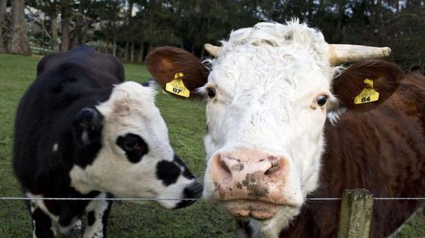 New Zealand bans live cow exports due to welfare concerns