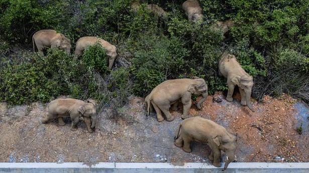 China tries to keep elephant herd out of city of 7 million