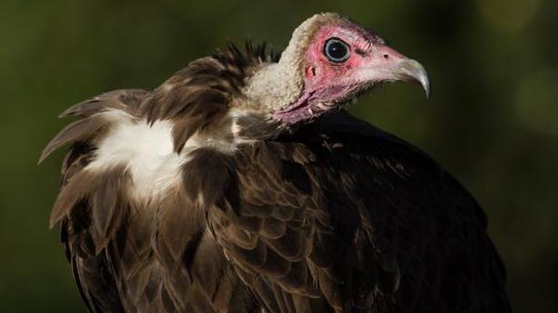 Birds of prey face global decline from habitat