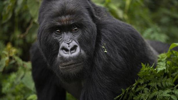 Gorillas test positive for coronavirus at Atlanta Zoo in U.S.