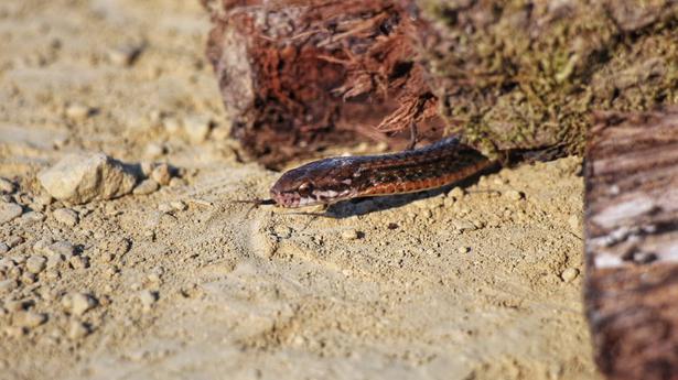 New species of non-venomous snake recorded in Mizoram