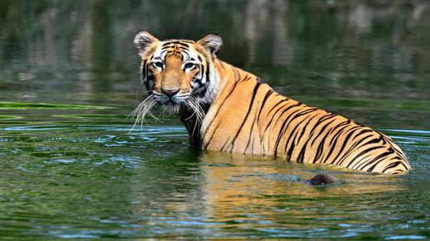 Uttar Pradesh mulling over proposal to turn Shivalik forest into tiger ...