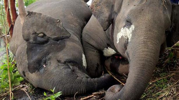 Two elephants killed in Assam after collision with train