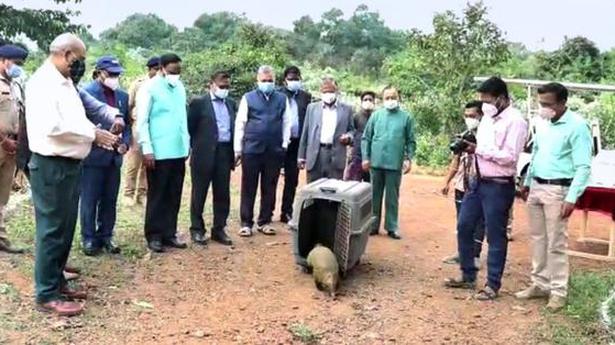 Odisha radio-tags rescued Indian pangolin
