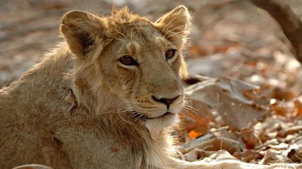 Steady increase in India's lion population, says PM Modi