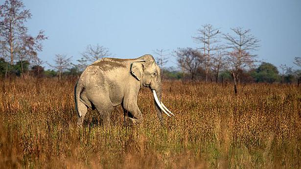 National News: New study identifies important elephant connectivity areas