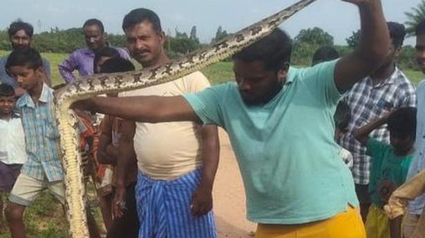 Rock python recovers, released into thickets