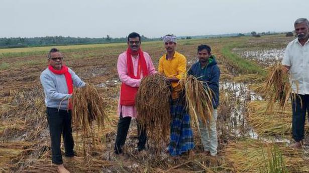 Farmers left counting losses in Srikakulam