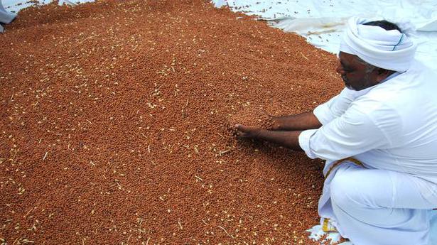 As Bengal gram prices fall, farmers turn to govt. for help