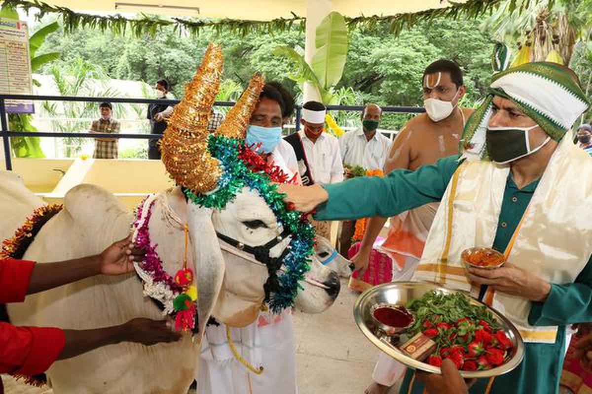 TTD Executive Officer Anil Kumar Singhal feeds a cow marking ‘Go Puja’ in Tirupati on Wednesday.