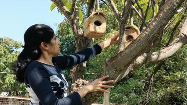 Youth provide a home for displaced birds in Anantapur