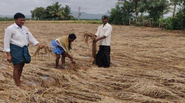 Farmers in Anantapur stare at dark future