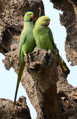 ‘Chilaka’ as State bird of Andhra Pradesh: The choice of parakeet ...