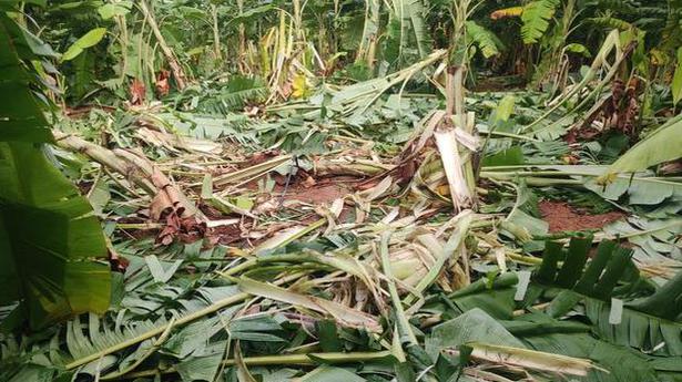 Elephant herd goes on a rampage, destroys crops in Chittoor