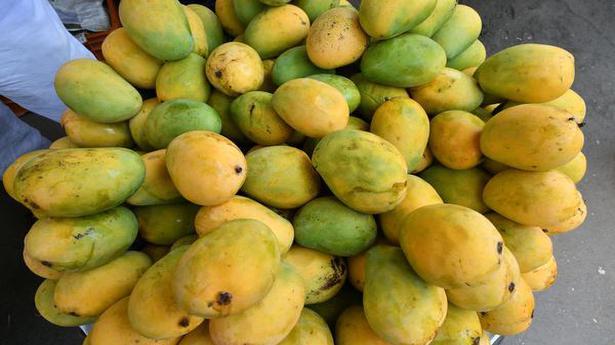 mango farming business plan pdf