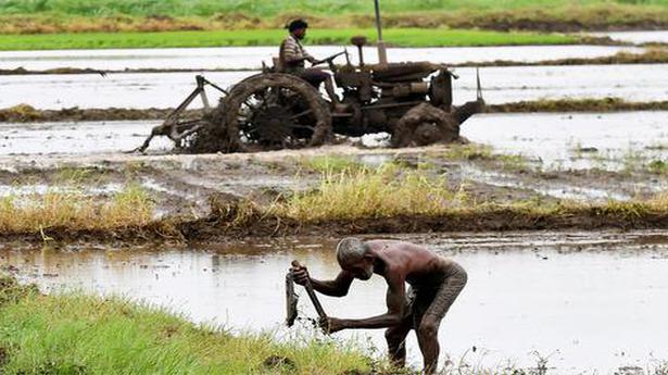 Shortage of DAP fertilizer worries paddy farmers in State