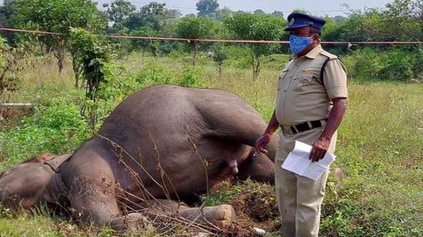 Jumbo electrocuted in Chittoor; 10th in 2 years