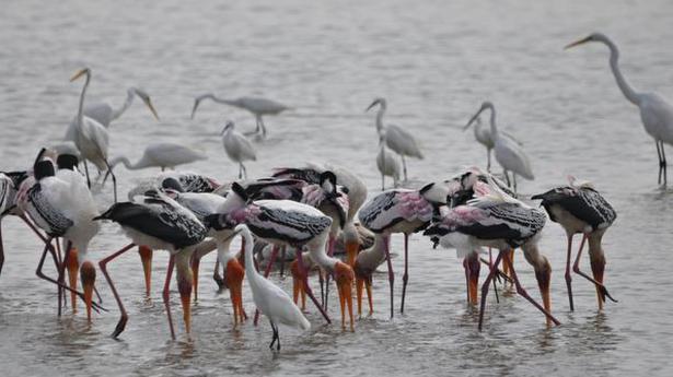 Winged visitors begin reaching Pulicat Lake