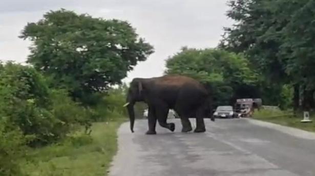 Lone elephant on the prowl near Chittoor