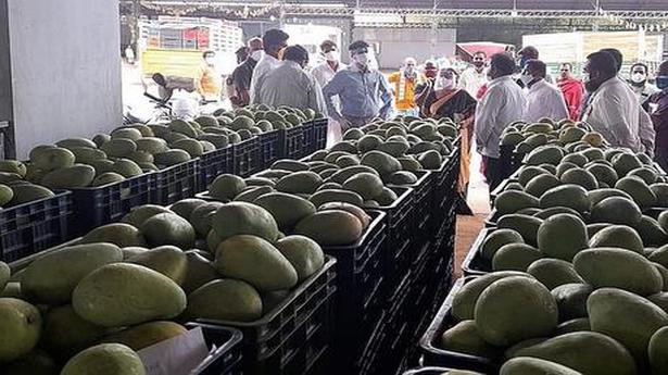 Chittoor mango growers pinning hopes on pulp industries