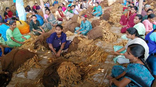 Tobacco growers in Prakasam hope to make turnaround as auction begins on March 15