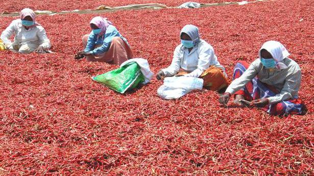Coronavirus, ‘Gemini virus’ leave chilli growers red faced in Prakasam