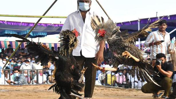 Cockfights held in Andhra Pradesh despite ban