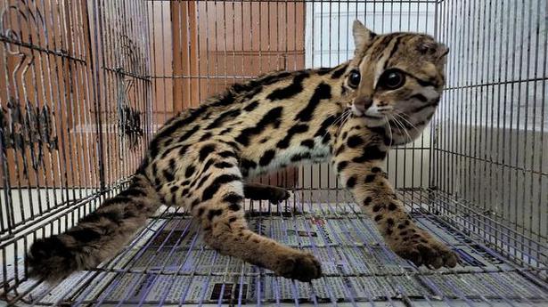 Rescued Leopard cat dies of internal injuries: DFO