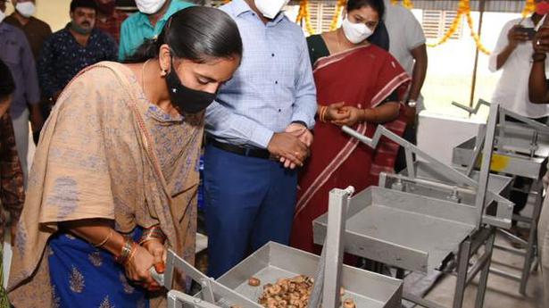 Processing of cashew begins in Rampa agency to give a fillip to 4,500 tribals
