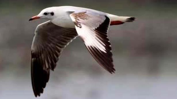 Grey-headed gulls spotted at Kolleru Lake for the first time