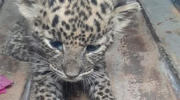 Leopard cub found in Setturu, sent to Tirupati Zoo dies on the way
