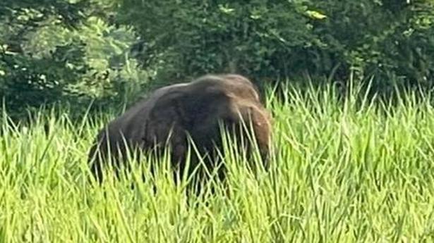 Fear of lone elephant grips villagers near Puttur