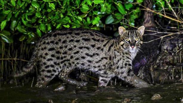 WII-Dehradun Scientists to begin India’s first Fishing Cat collaring project in Coringa next week