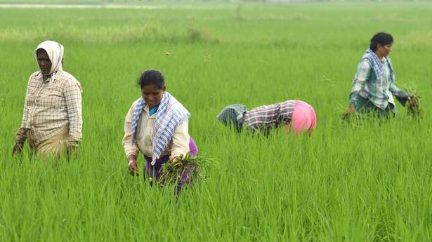 Fertiliser shortage hits paddy farmers in Andhra Pradesh